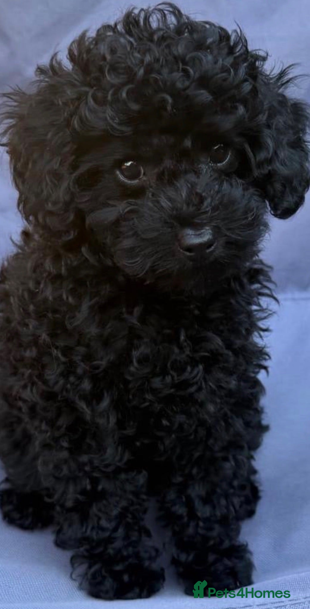 Toy Poodle dogs Only one toilet trained boy puppy is left  - Advert 2