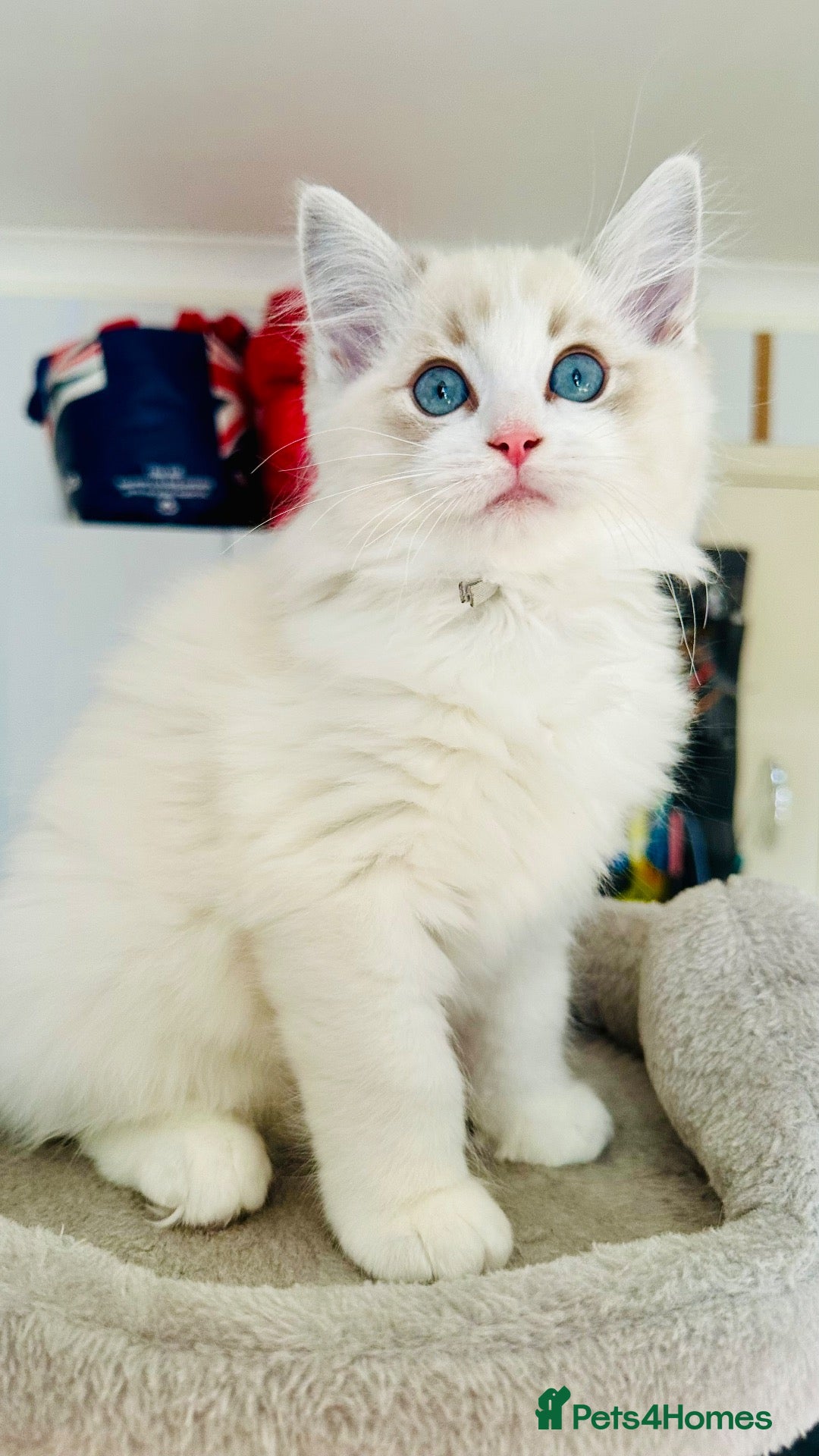 Ragdoll cats READY NOW — BEAUTIFUL RAGDOLL KITTENS - Advert 3