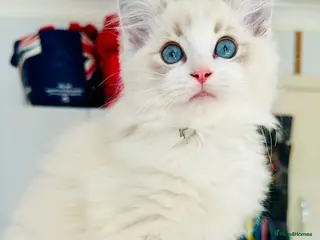 Ragdoll cats READY NOW — BEAUTIFUL RAGDOLL KITTENS - Advert 3