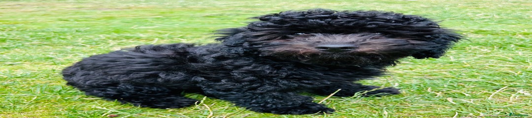 Cockapoo Puppy 2