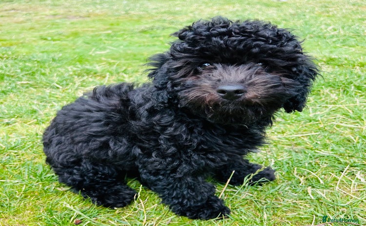 Cockapoo dogs - Advert 1