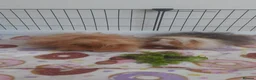 Guinea Pig rodents for sale: 2 Lunkarya guineas with cage and accessories  - Advert 17