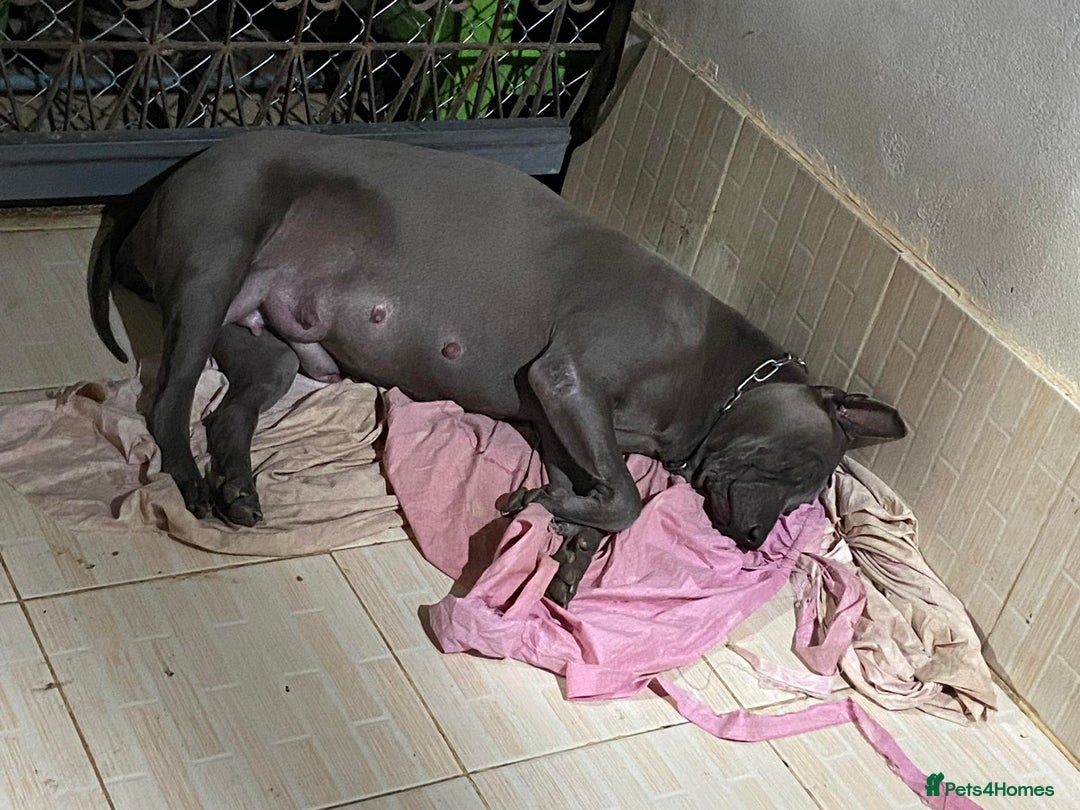 Thai Ridgeback dogs for sale: Stunning Blue Thai Ridgeback Puppies for Sale - Advert 8