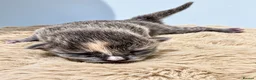 Ragcoon cats for sale: The best F1 Ragcoon kittens.  - Advert 3