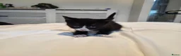 Mixed Breed cats for sale: Ginger, tuxedo and calico kittens - Advert 24