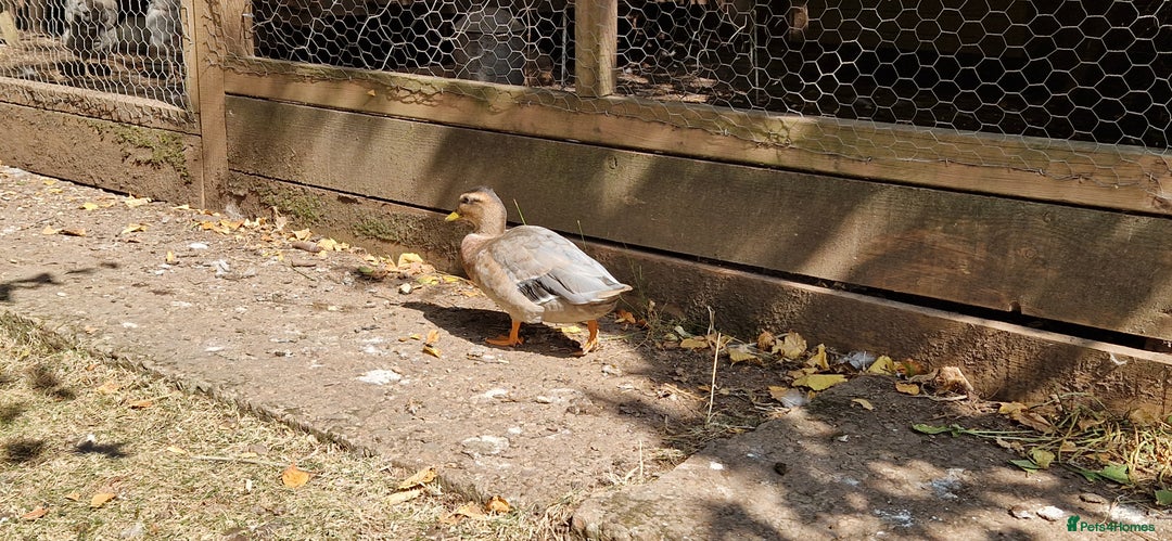 Ducks poultry for sale: Ducks - Image 11