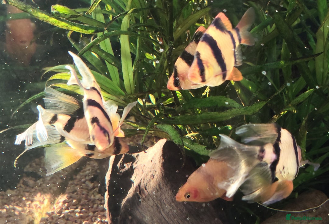 Other/Mixed Breed fish for sale: Mixed Tropical fish Molly/Blue Texas/Tiger barbs - Advert 22
