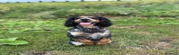 Cocker Spaniel dogs for stud: Blue roan and tan cocker spaniel for stud - Advert 4