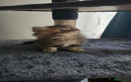 Persian cats for sale: Persian Kittens for Sale – Fluffy Bundles of Joy - Image 26