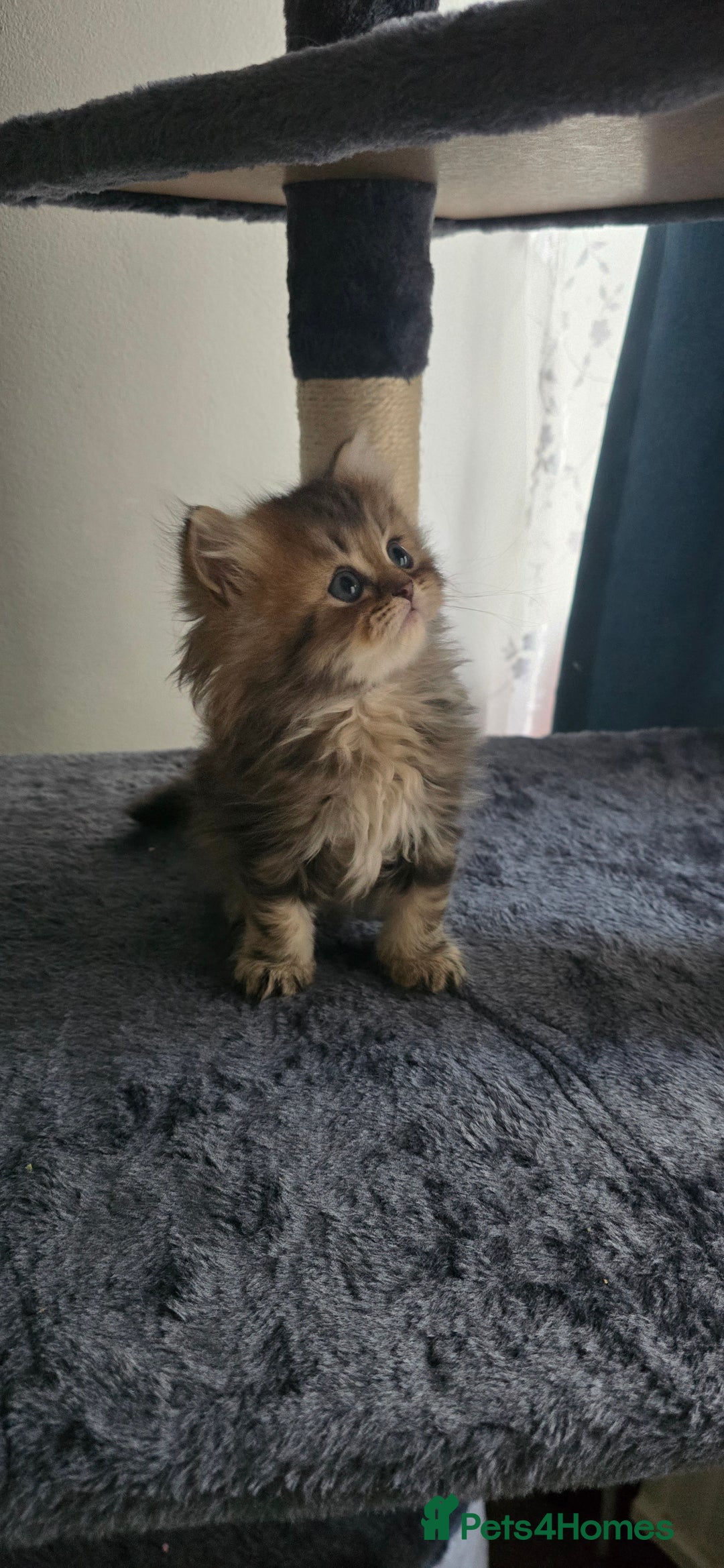 Persian cats for sale: Persian Kittens for Sale – Fluffy Bundles of Joy - Image 26