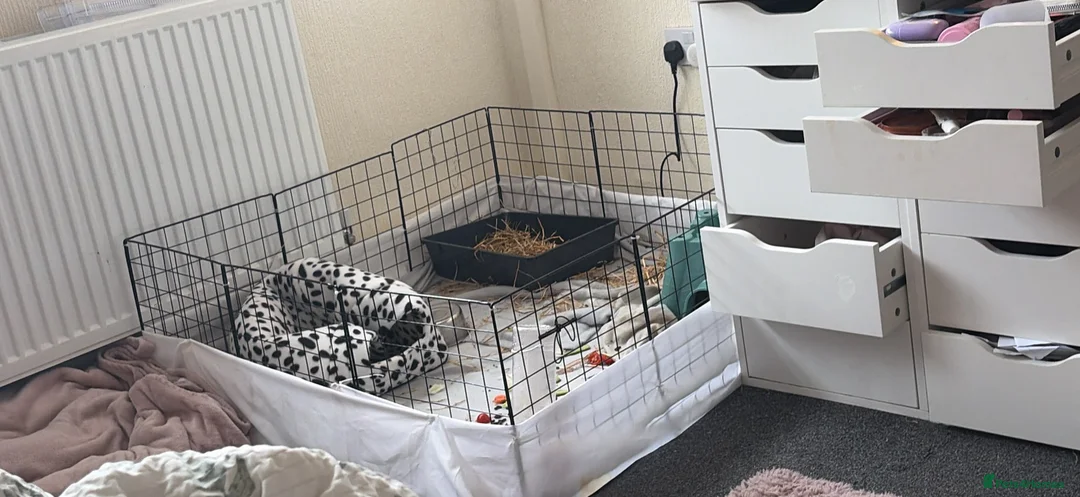 Guinea Pig rodents for sale: 2 baby male guinea pigs  - Advert 1