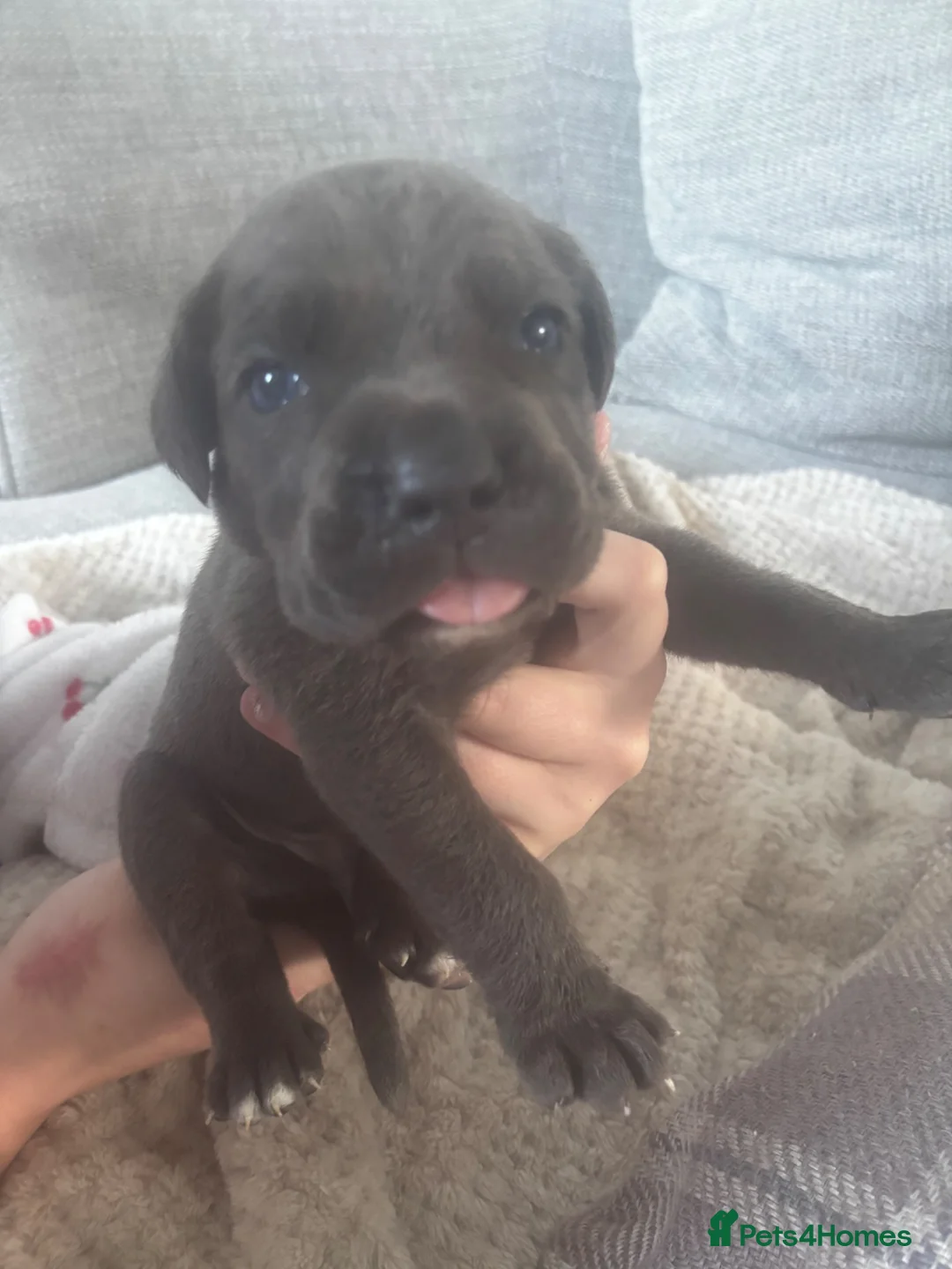 Cane Corso dogs for sale: 11 beautiful Cane Corso puppies Availabe - Advert 12