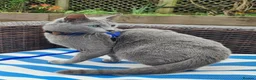 Russian Blue cats for sale: Pure Russian Blue kittens looking new home - Advert 21