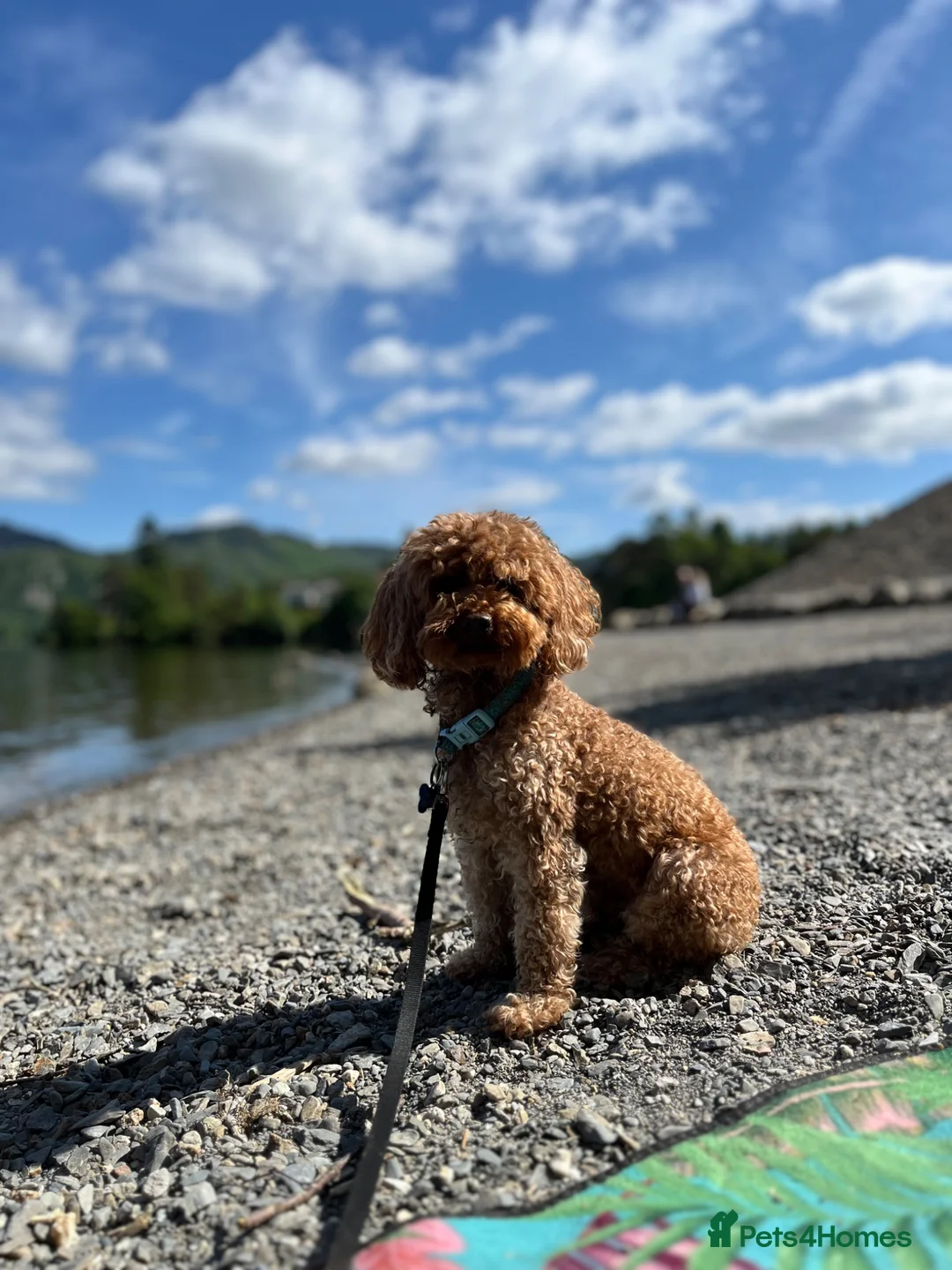 Toy Poodle dogs for sale: 🧡🌻Toy Poodle🧡Confirmed pregnancy🌻🧡 - Advert 2