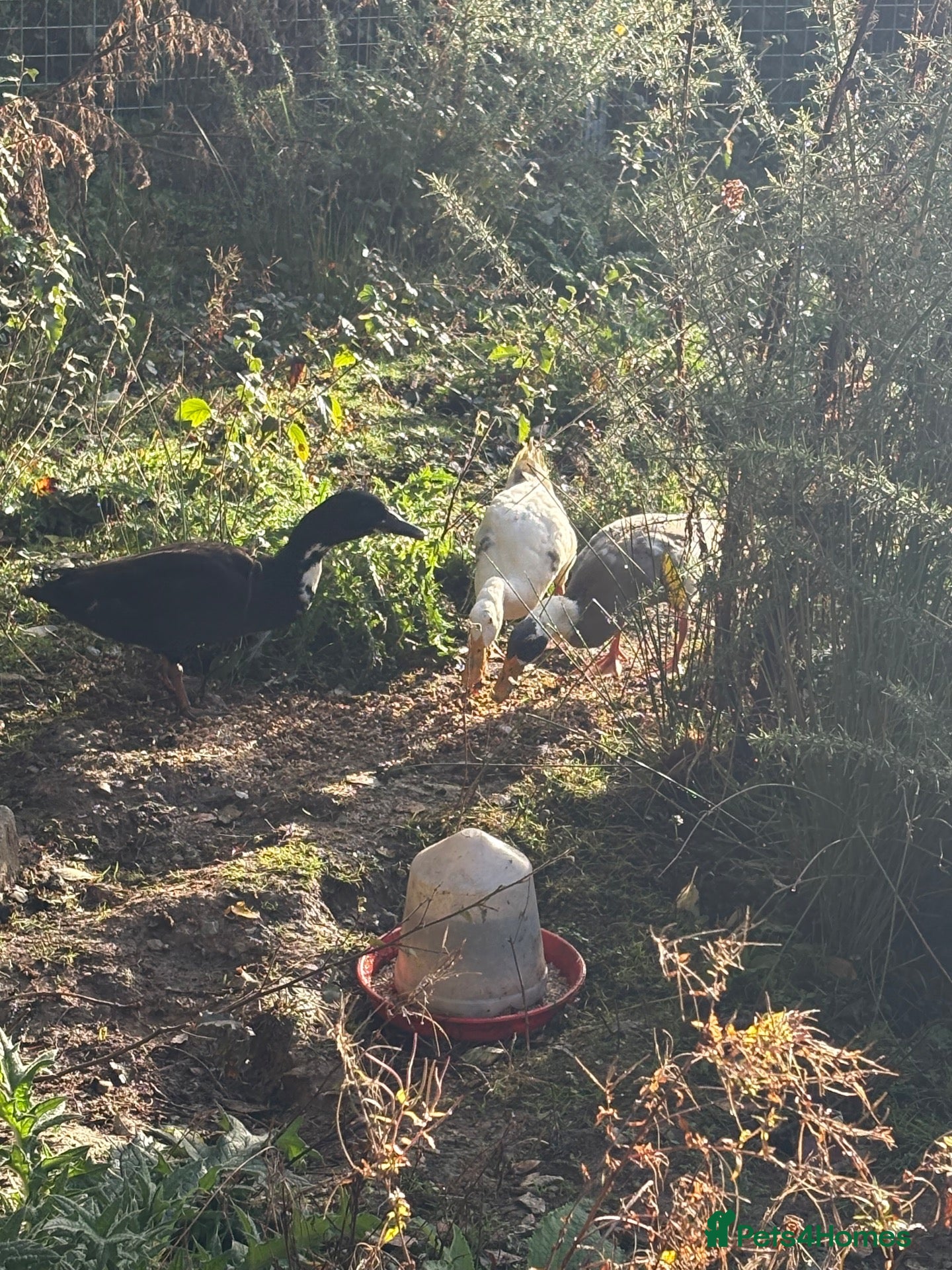 Ducks poultry for sale: 3 x male Runner Ducks - Advert 7