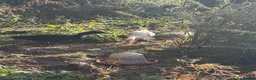 Ducks poultry for sale: 3 x male Runner Ducks in Minehead - Advert 1