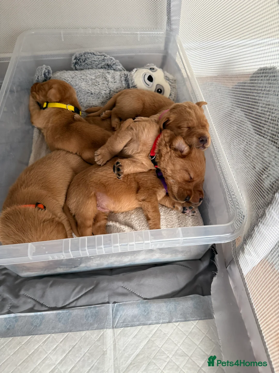 Goldador dogs for sale: Goldador Puppies  - Advert 15