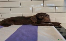 Labradoodle dogs for sale: £550 unreal pups 😊 F1 miniature labradoodles in South Shields - Image 4