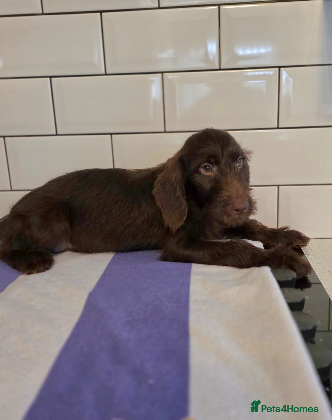 Labradoodle dogs for sale: £550 unreal pups 😊 F1 miniature labradoodles in South Shields - Image 4