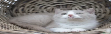 British Shorthair Kitten 4