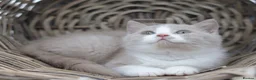 British Shorthair cats for sale: PEDIGREE REGISTERED CHUNKY BRITISH SHORTHAIRS - Advert 3