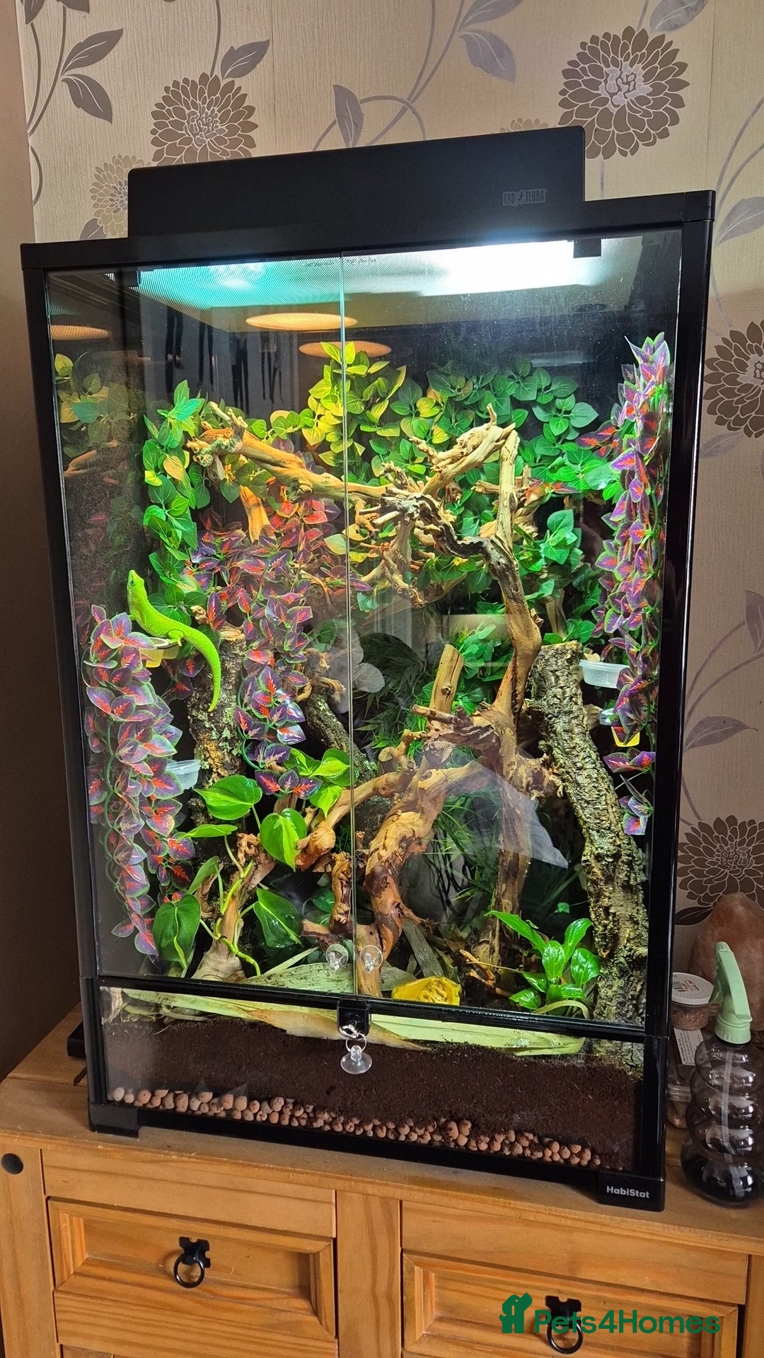 Gecko reptiles for sale: Madagascan day geckos and set up - Advert 2