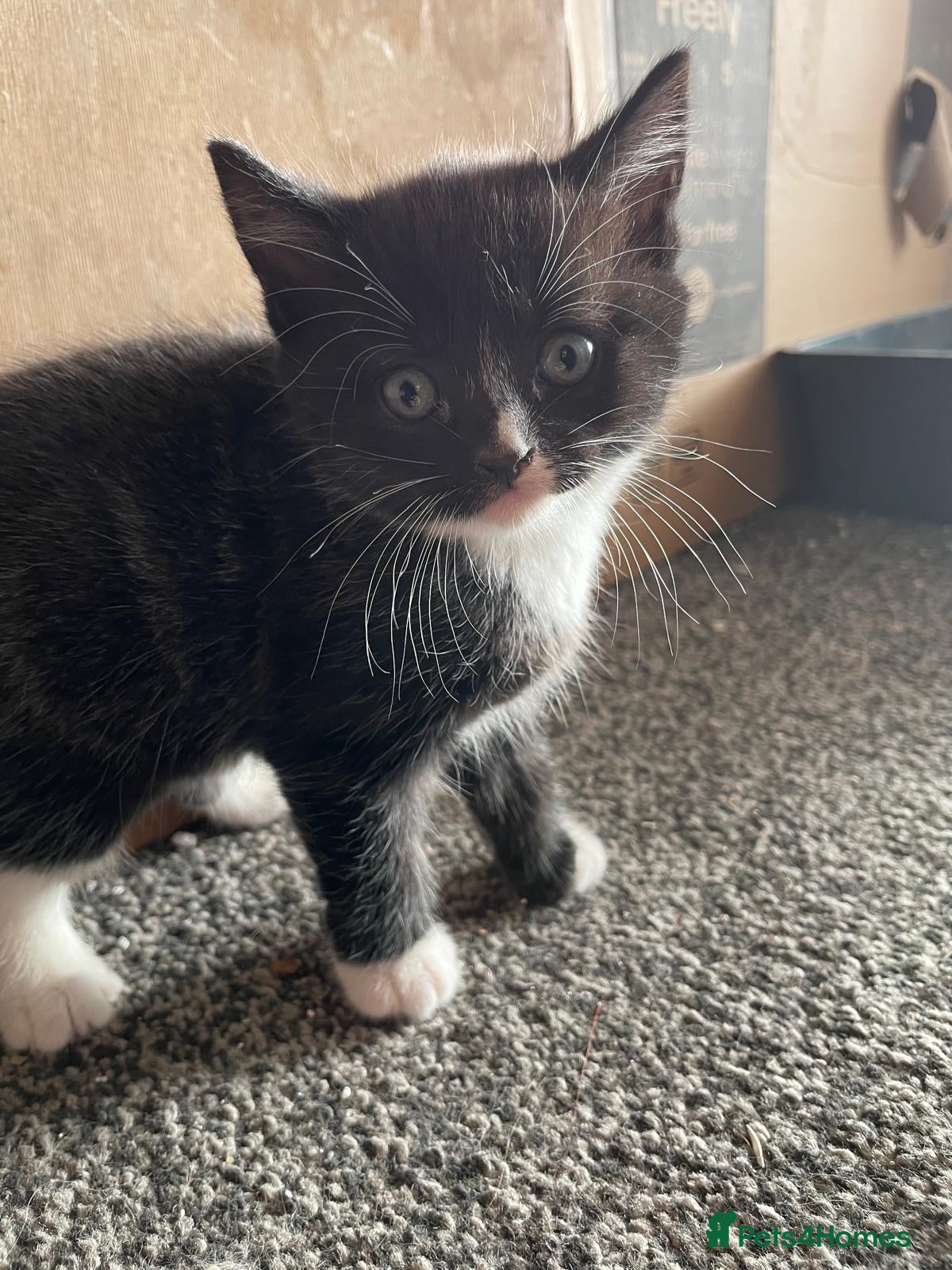 Mixed Breed cats One male ghost tabby  - Advert 1