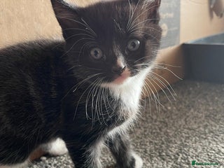 Mixed Breed cats One male ghost tabby - Advert 1