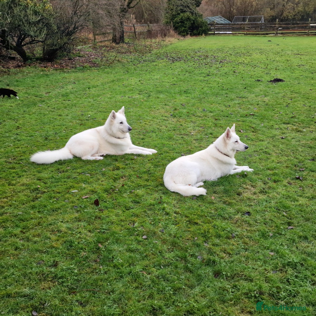 White Swiss Shepherd dogs for sale: ✨KC Reg Long Coat Swiss Shepherds– Champion Lines✨ - Advert 2