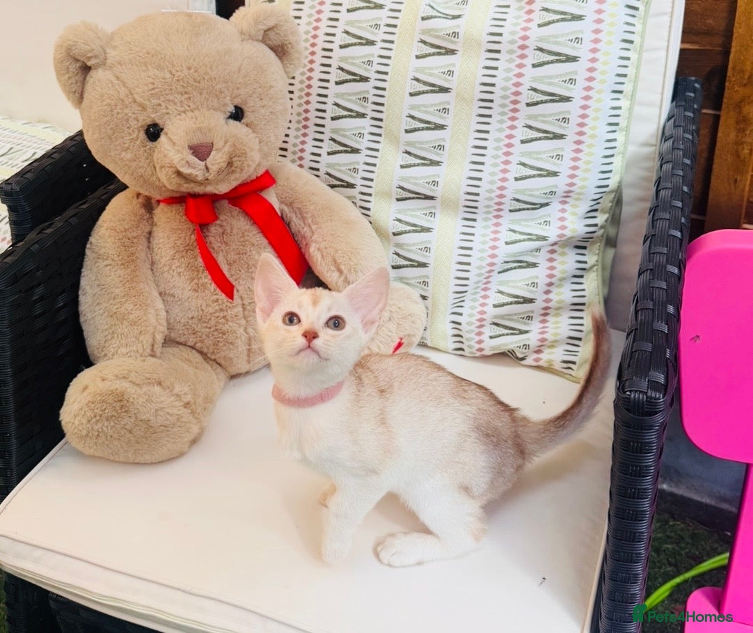 Abyssinian cats for sale: ✨ EXCEPTIONAL CHAMPION LINES – SILVER ABYSSINIAN ✨ - Advert 2