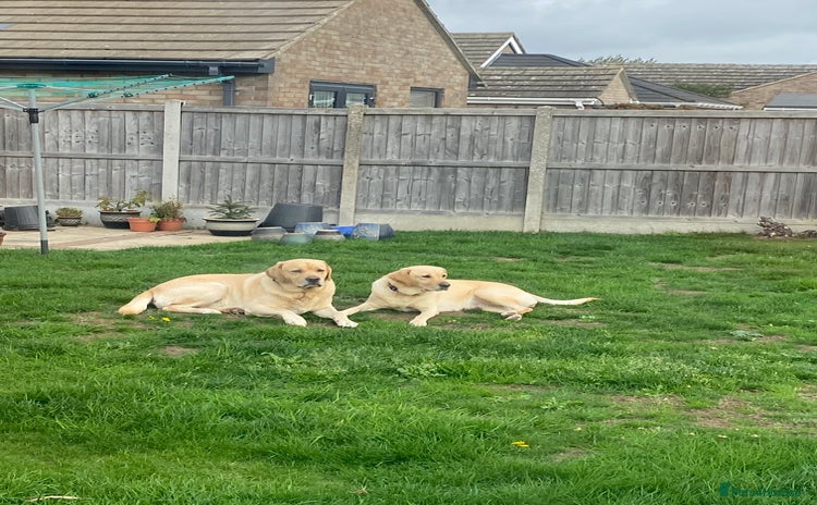 Labrador Retriever dogs - Advert 4