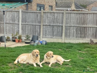 Labrador Retriever dogs - Advert 2