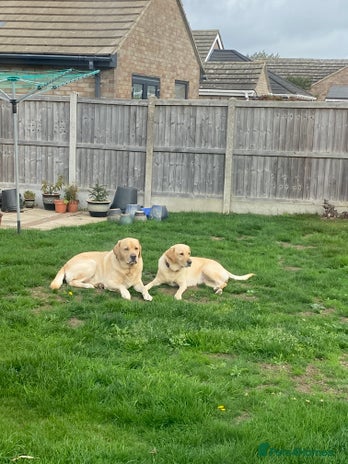 Labrador Retriever dogs - Advert 4