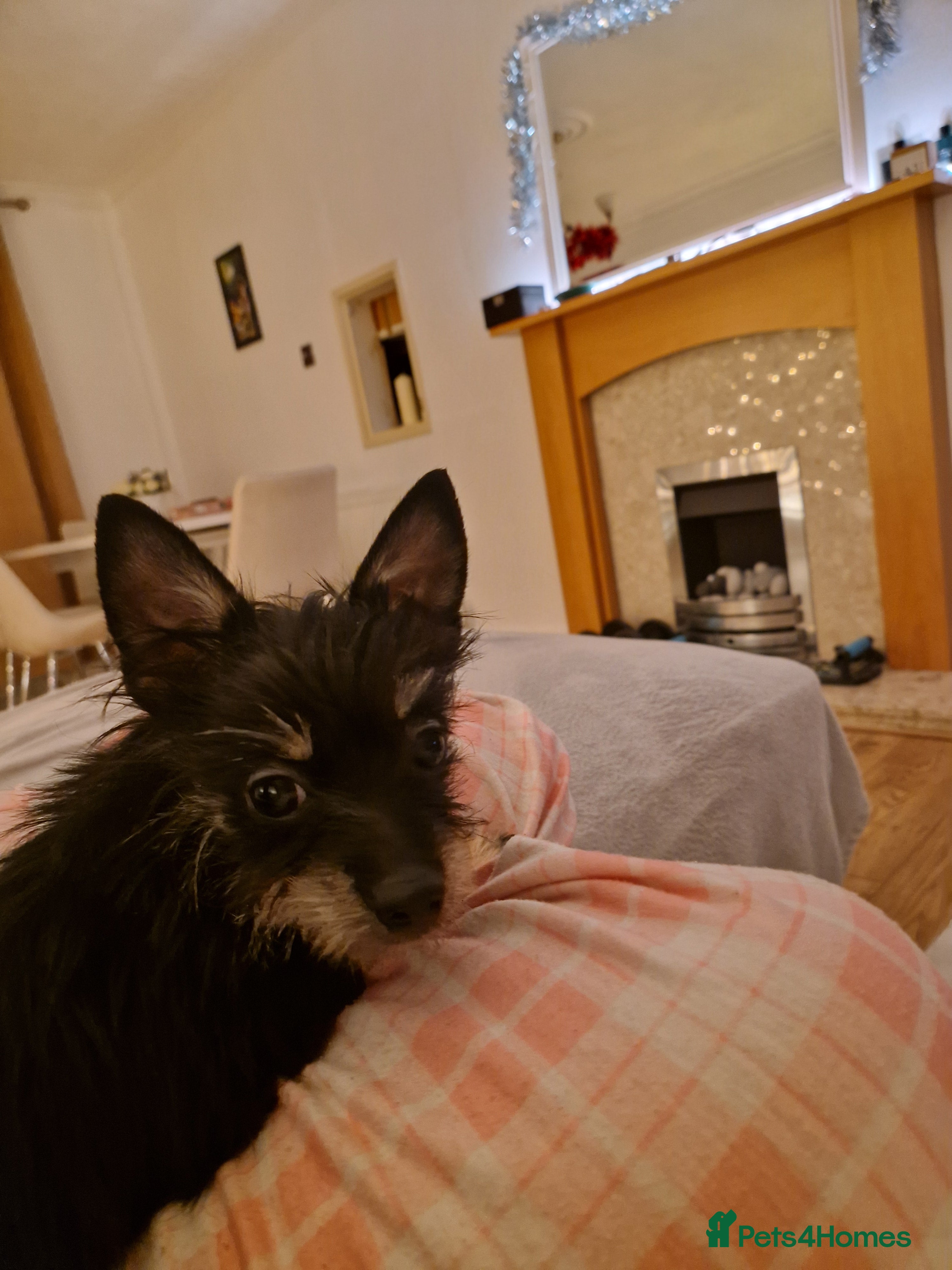 Chorkie dogs Chorkie called Angel - Advert 3