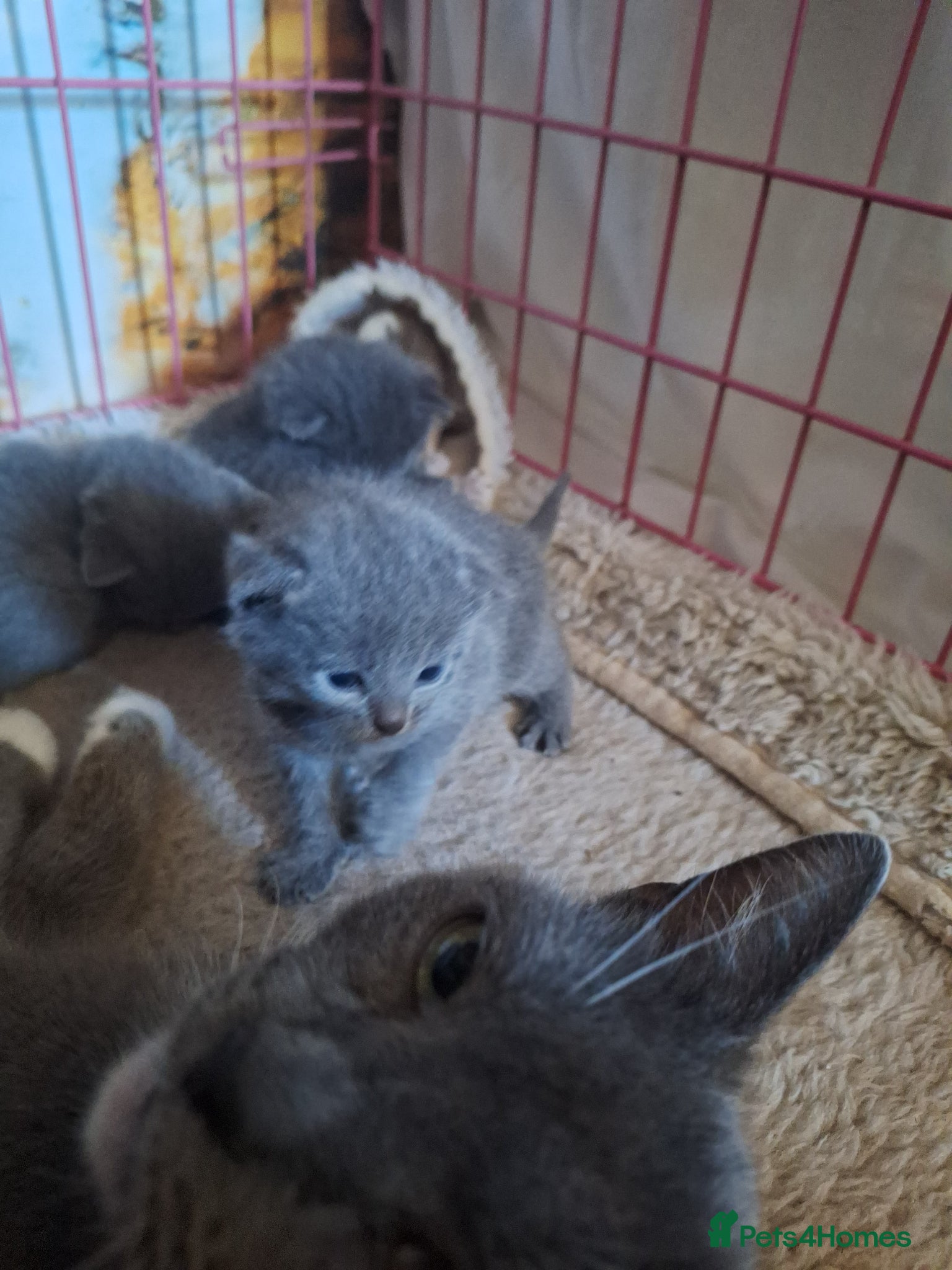 British Shorthair cats British shorthair kittens  - Advert 10