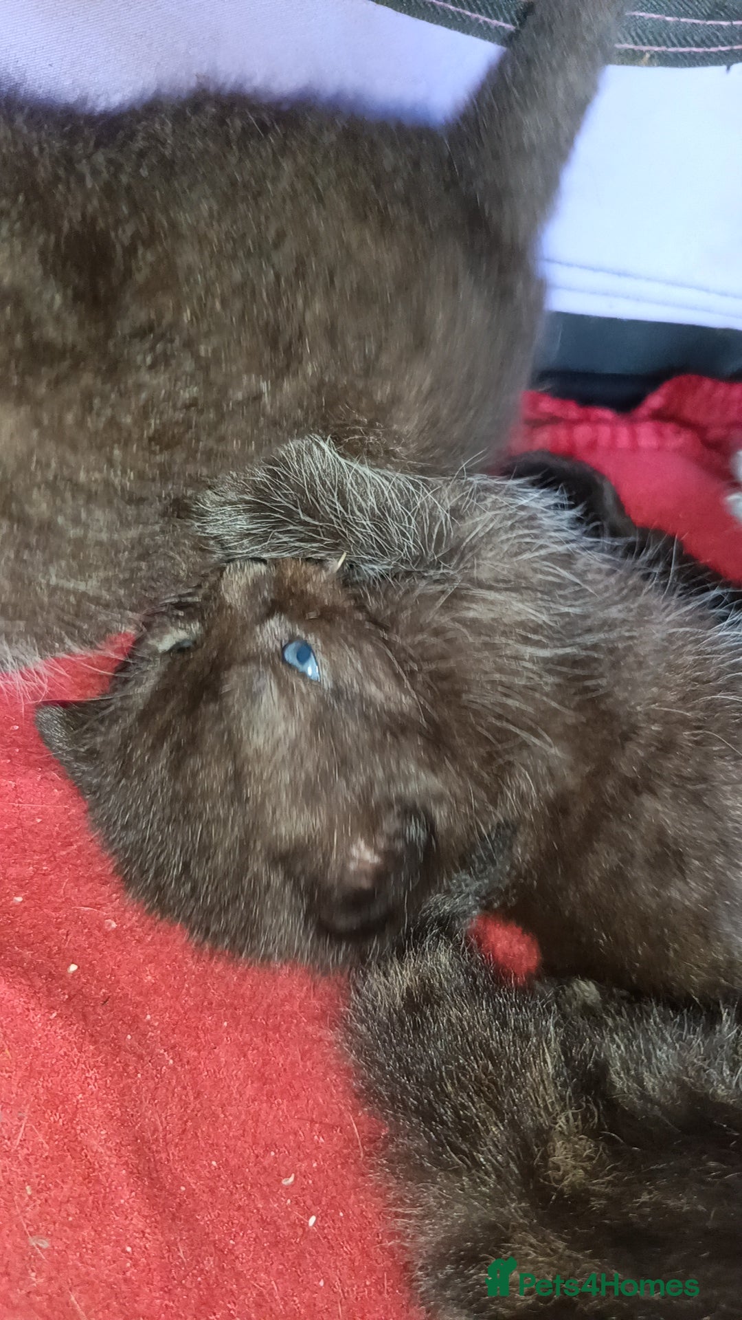 Mixed Breed cats 3 KITTENS AVAILABLE AGAIN - Advert 14