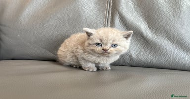 British Shorthair cats - Advert 2