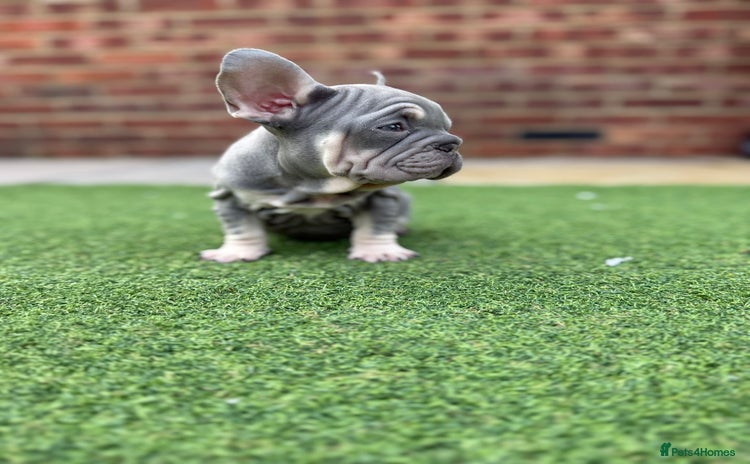 French Bulldog dogs - Advert 10