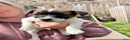 Jack Russell dogs for sale: One little male Jack Russell - Advert 13