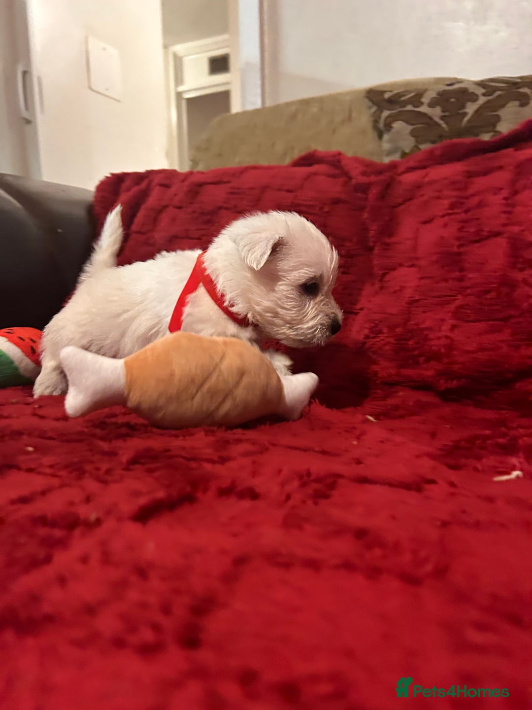 West Highland Terrier dogs for sale: West highland puppies - Advert 20