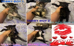 British Longhair cats for sale: 5 Adorable Kittens. Playful & Cute - Image 1