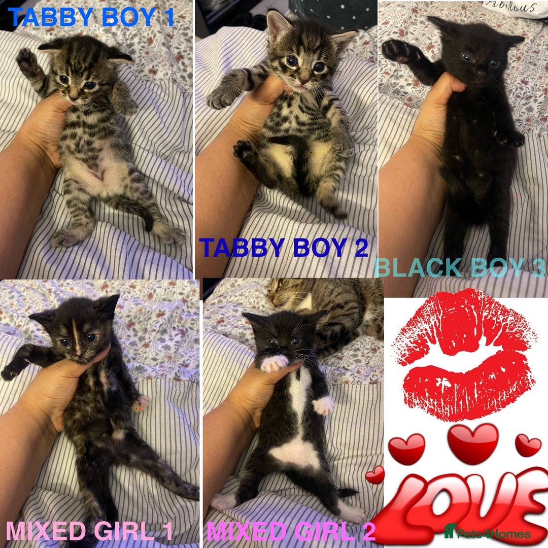 British Longhair cats for sale: 5 Adorable Kittens. Playful & Cute - Image 1