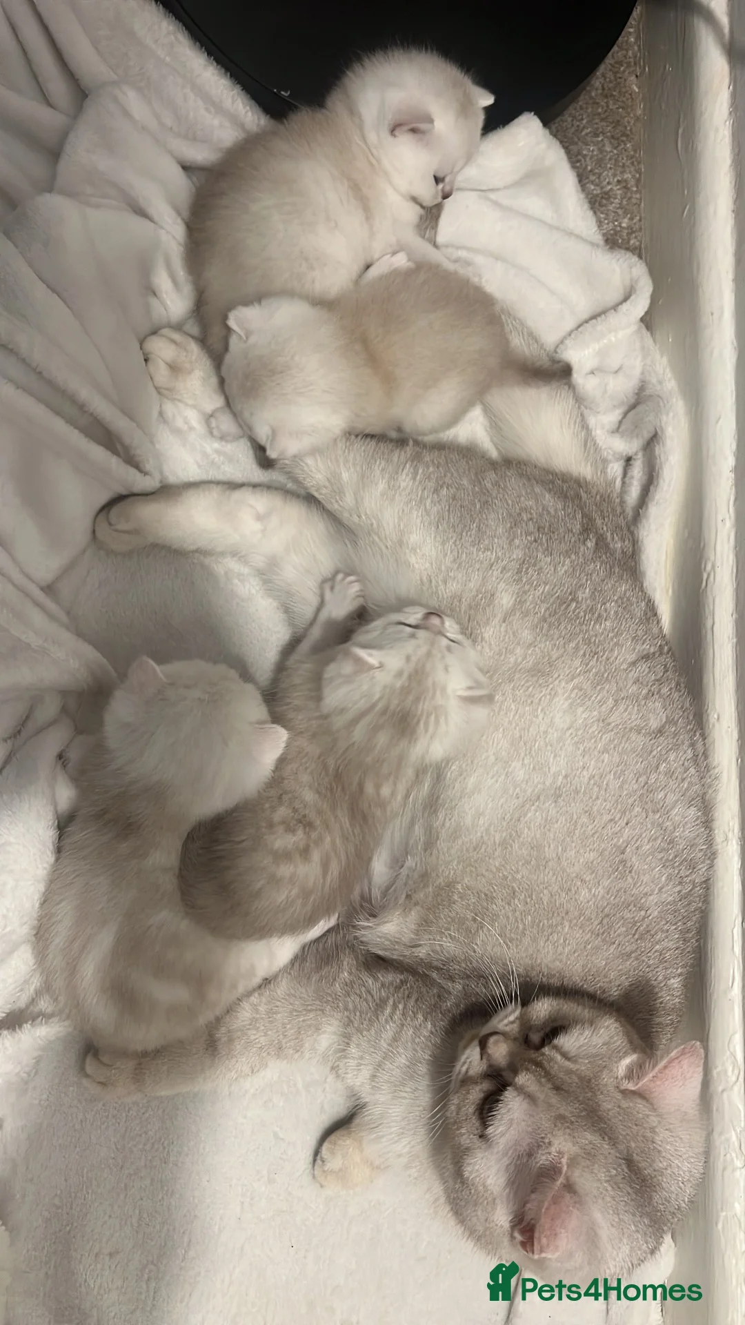 British Shorthair cats for sale: Chocolate tip and golden spotty kittens  - Advert 2