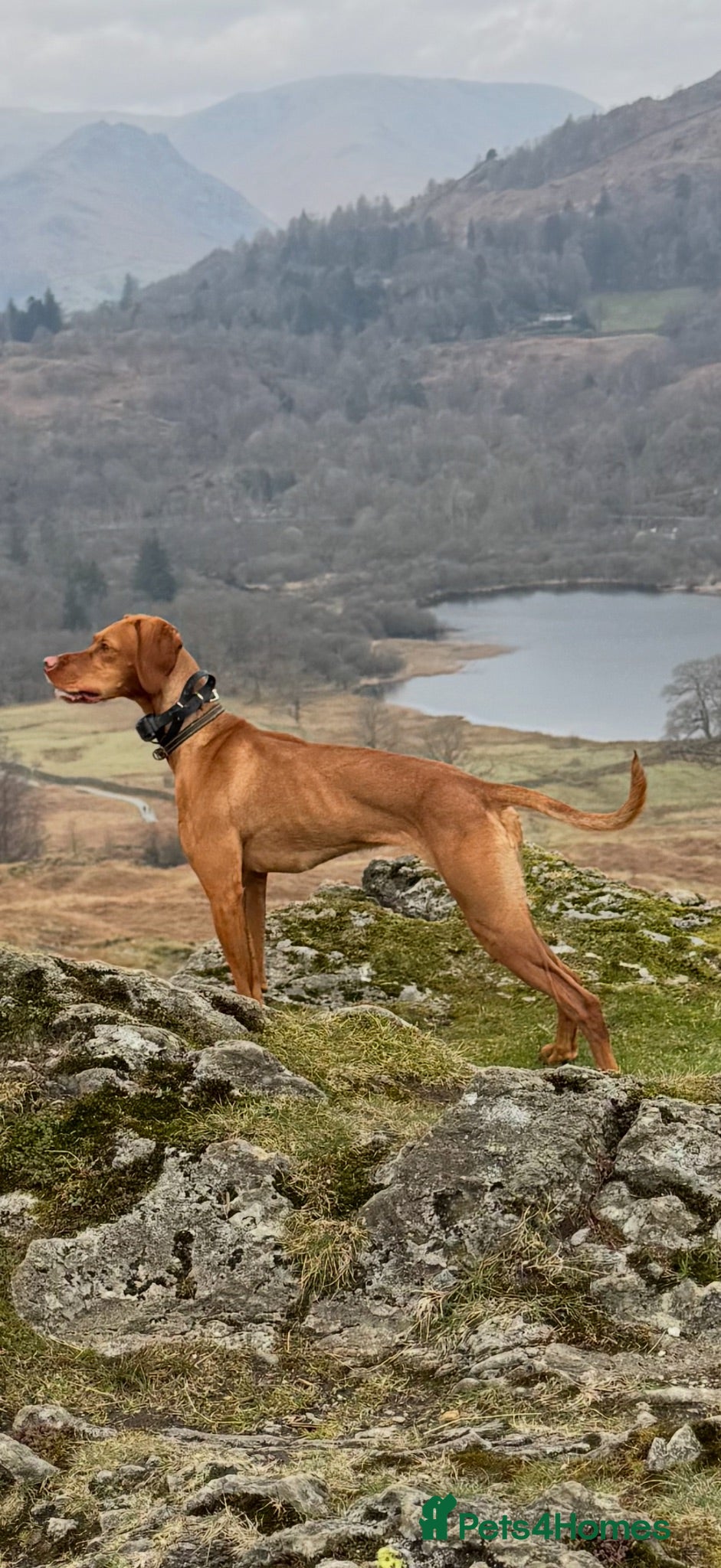 Hungarian Vizsla dogs Short haired Hungarian Viszla - Advert 1