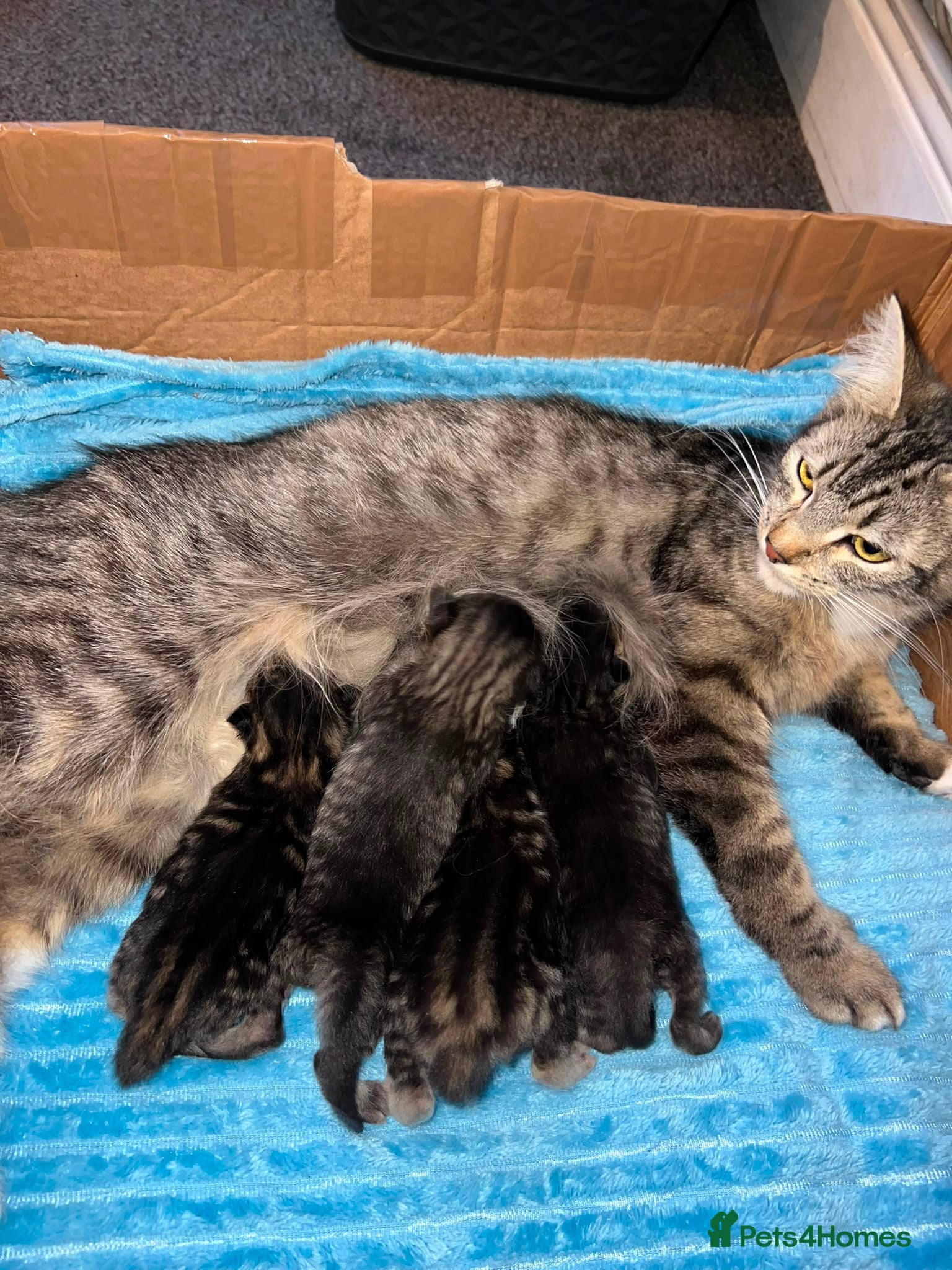 Mixed Breed cats 4 Mixed Breed Kittens looking for loving home  - Advert 1