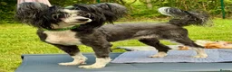 Chinese Crested dogs for adoption: TORA – Chinese Crested Dog - Advert 5