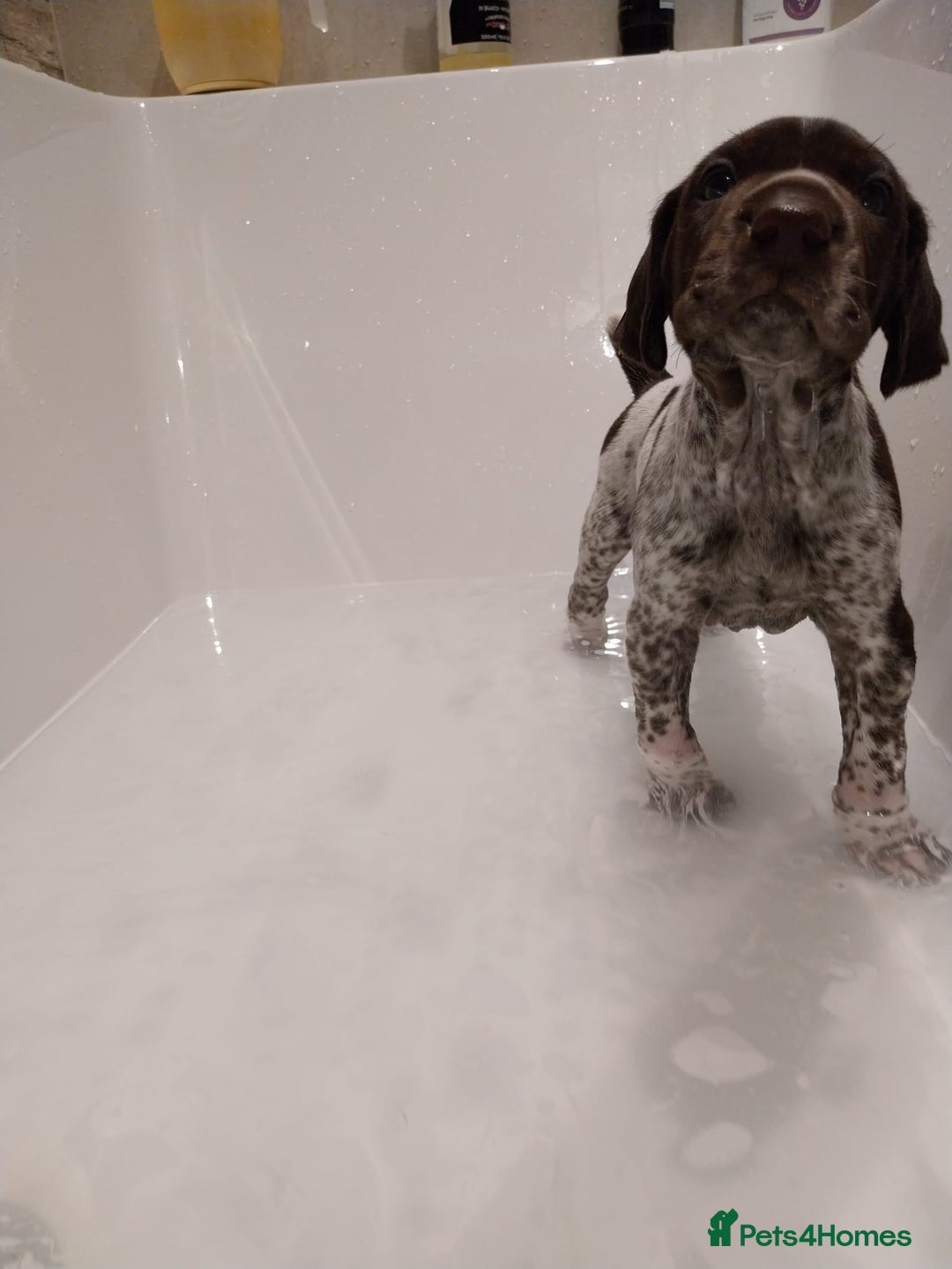 German Shorthaired Pointer dogs for sale: ALL RESERVED  - Advert 37