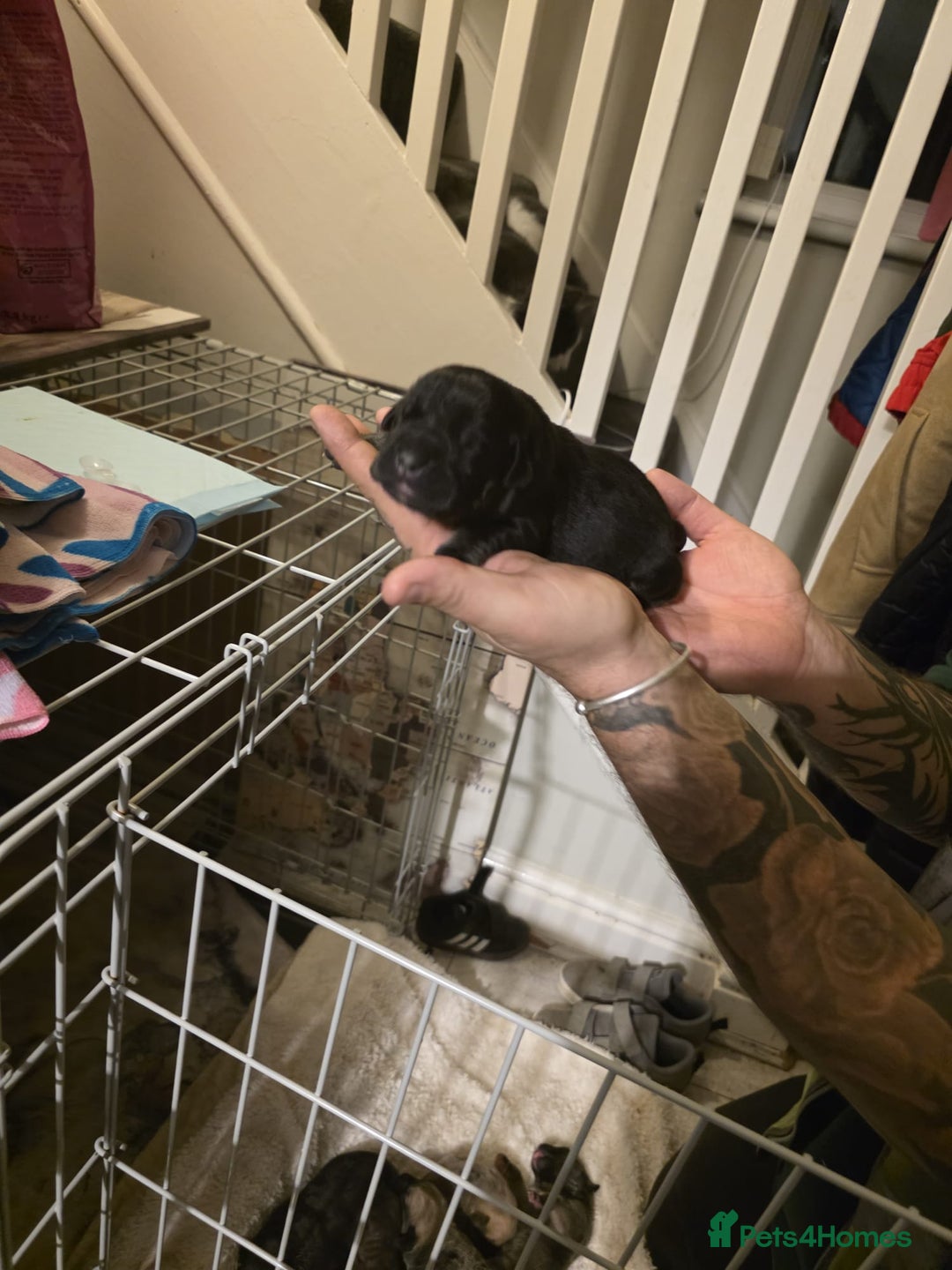 Cane Corso dogs for sale: Cane corso pups - Image 13