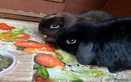 Mini Lop rabbits for sale: 2 mini lop ear rabbits plus full setup  - Image 4