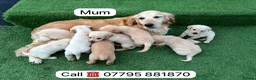 Goldador dogs for sale: Goldador puppies 9 available  - Advert 24